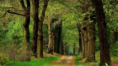 path forest nature