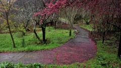 Paths cherry blossoms