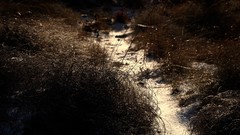 Paths depth of field