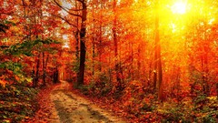 Paths sunlight forests