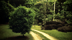 Pathway forest nature