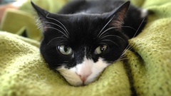 Patrick swayze high Celebrity