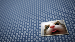 Pattern cats cat tile