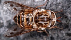 Patterns high Resolution tabanid