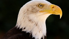 Paul gerritsen Eagles bird