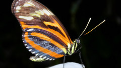 Paul gerritsen insect