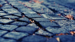 Pavement cobblestones fallen leaves depth of field