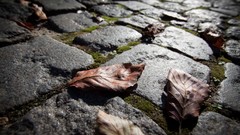 Pavement fallen leaves