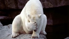 Paw Polar Bears polar facepalm
