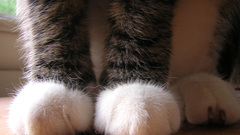 Paws cats Animals