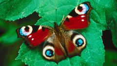 Pea butterfly high insect