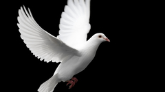 Peace Birds bird white