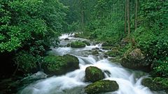 Peaceful forest nature