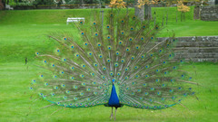 Peacocks