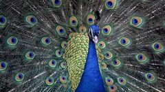 Peacocks iridescence