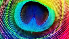 Peacocks multicolor feathers macro