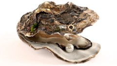 Pearls oysters white background