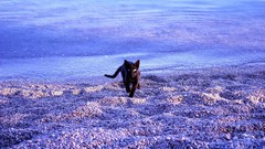 Pebbles Beaches cats