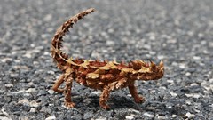 Pebbles Reptiles lizards thorny lizard
