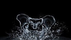 Pelvis anatomy artwork digital art