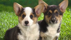 Pembroke welsh corgi Animals