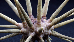 Pencilurchin howard hires high