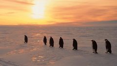 Penguins