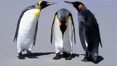 Penguins