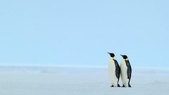 Penguins
