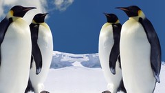 Penguins