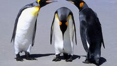 Penguins