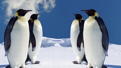 Penguins Animals Birds