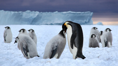 Penguins Arctic feed