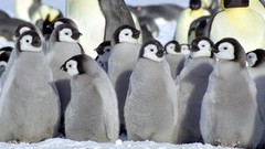 Penguins baby birds
