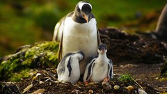 Penguins baby birds