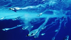 Penguins diving monochrome