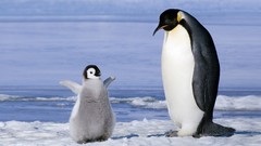 Penguins family baby birds