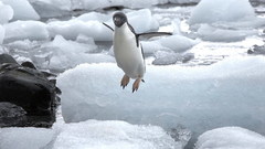 Penguins ice winter jumping