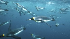 Penguins king Antarctica