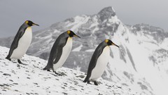 Penguins king Islands south georgia