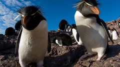 Penguins national geographic Rockhopper penguins
