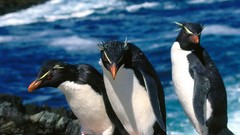 Penguins Rockhopper penguins