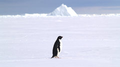 Penguins snow ice Animals