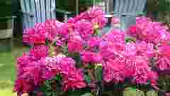 Peony quick google search