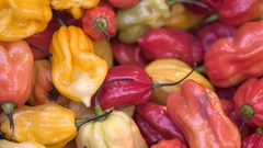 Pepper food colorful Food