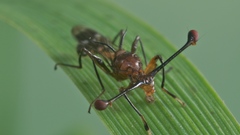 Person besides myself game