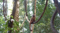 Peru Rainforest Monkey Island