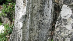 Petrified Forest-Bulgaria