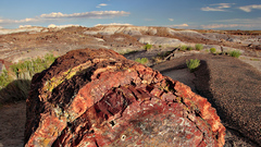Petrified forest log mdpetrified