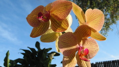Phalaenopsis orchid high